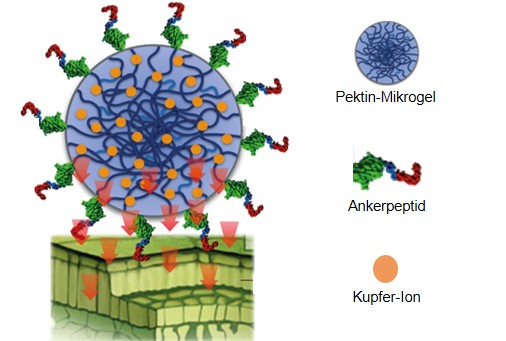 Darstellung des Peptin-Mikrogel-Moleküls. ©Rauch/JKI