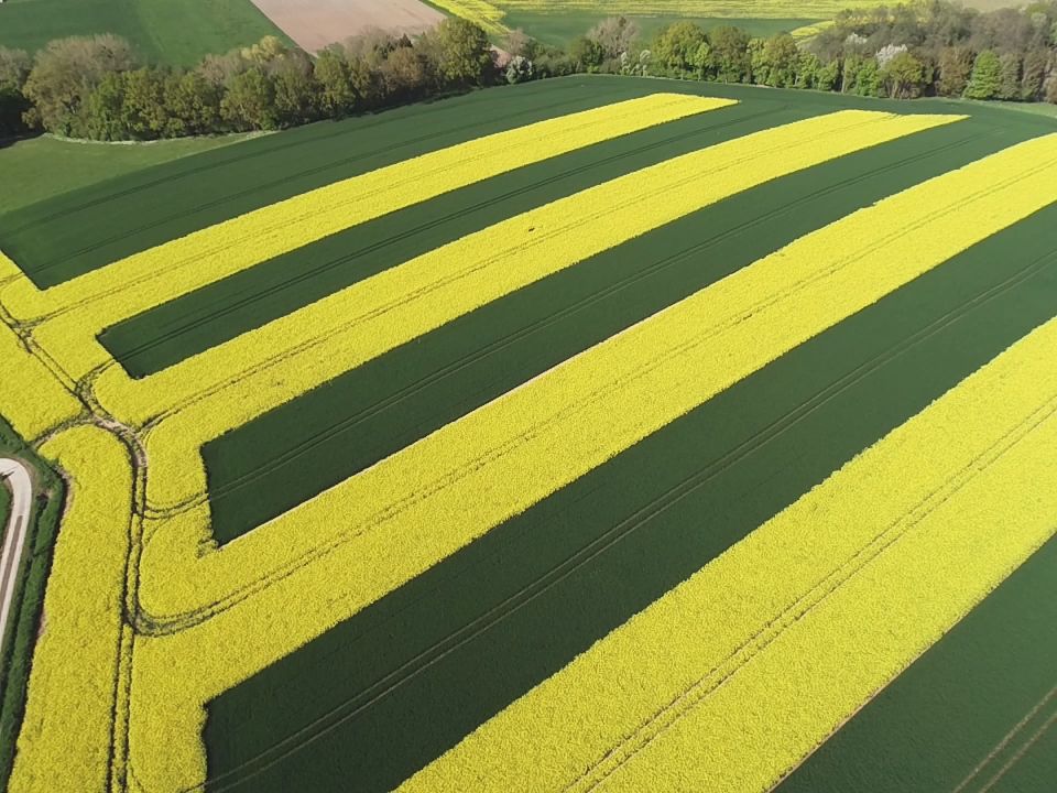 Luftaufnahme von einer Versuchsfläche, auf der sich breite Streifen von gelbem Raps und grünem Weizen abwechseln.
