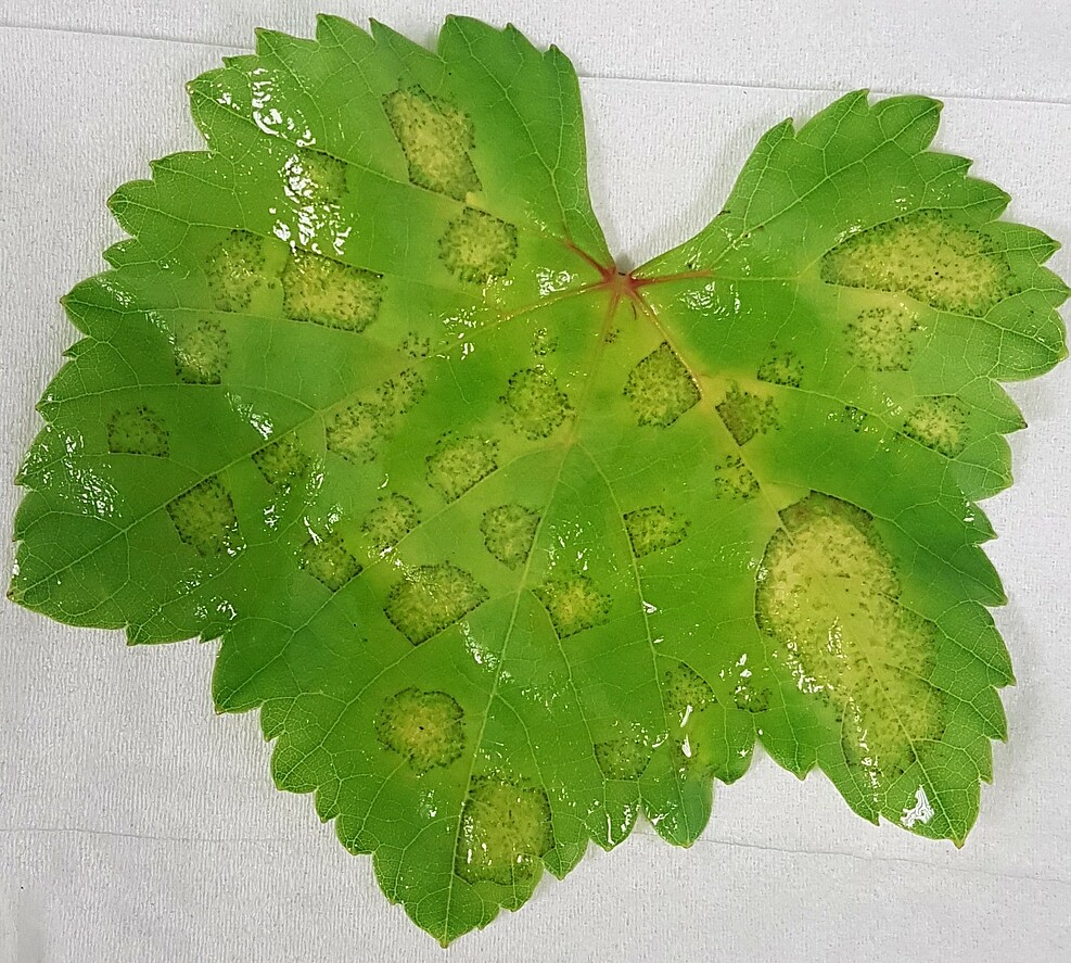 Symptome des Falschen Mehltaus (Plasmopara viticola) am Weinblatt. ©Rauch/JKI