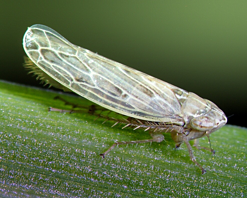 Eine Wandersandzirpe (Psammotettix alienus) sitzt auf einem grünen Blatt.