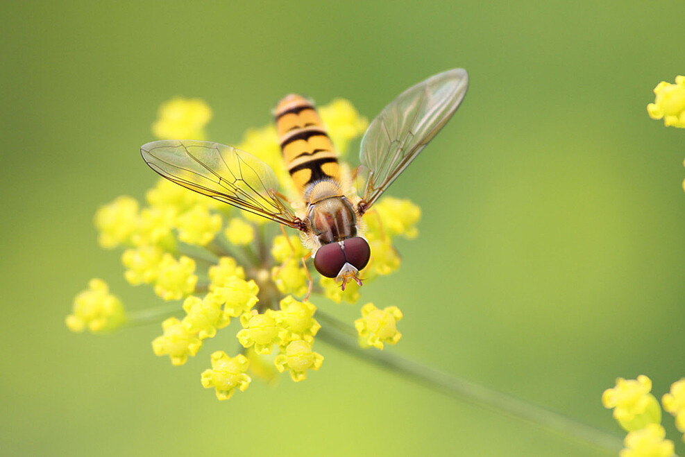 Marmalade hoverlfy (E. balteatus) on a flower of dill.