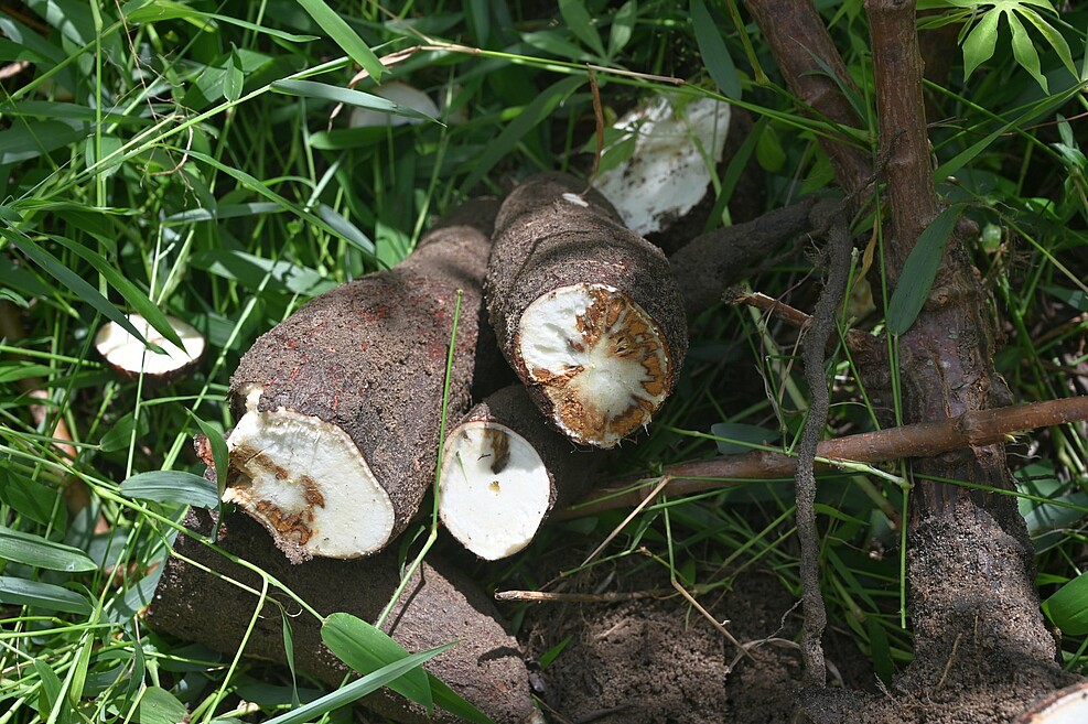 Wurzel der Cassava-Pflanze, mit Cassava brown streak virus infiziert (© Stephan Winter/DSMZ)