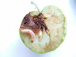 Mit CpGV-infizierte L4-Larve des Apfelwicklers in Apfel. Zunehmend lassen sich Resistenzentwicklungen gegen zugelassene Virusstämme beobachten.