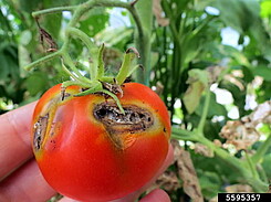 Damage of tomato leafminer on tomate fruit.