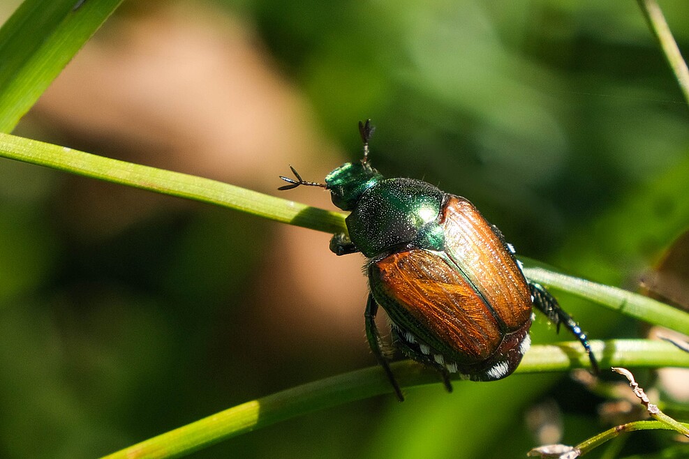 Der Japankäfer: Ein kleiner metallisch-grüner Käfer mit braunen Flügeldeckeln sitzt auf einem Halm. Der Japankäfer wurde im Sommer 2021 erstmals im deutsch-schweizerischen Grenzgebiet nachgewiesen.