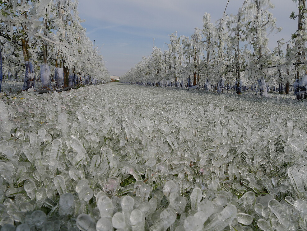 Impression Frostschutzberegnung am Standort Dossenheim. ©Jelkmann/JKI