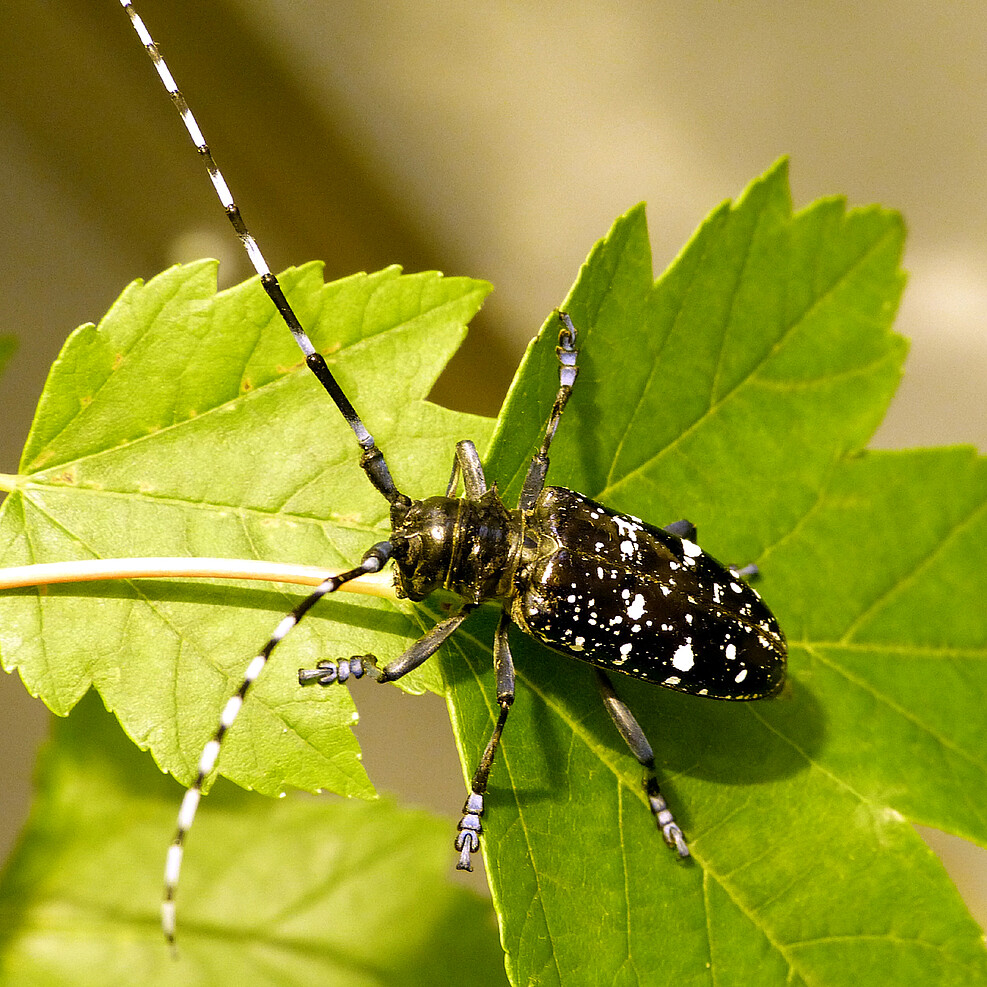 Der Asiatische Laubholzbockkäfer: Ein großer schwarzer Käfer mit weißen Flecken und langen Fühlern sitzt auf einem grünen Blatt. Der Pflanzenschädling wird über Verpackungsholz verschleppt. Er befällt auch gesunde Laubbäume.