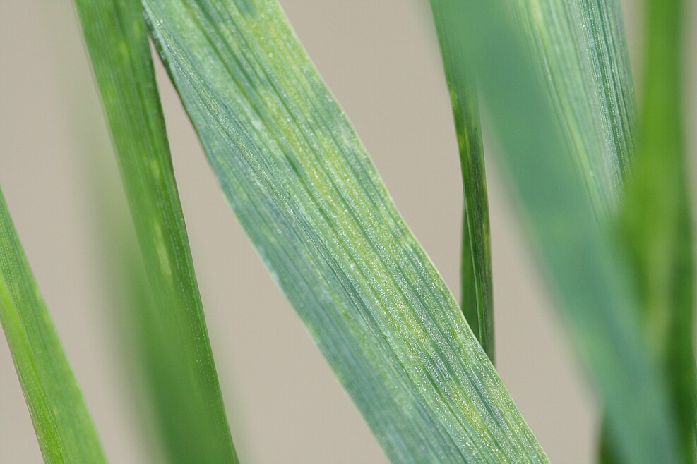 Blattsymptome von WDV an Weizen. ©JKI