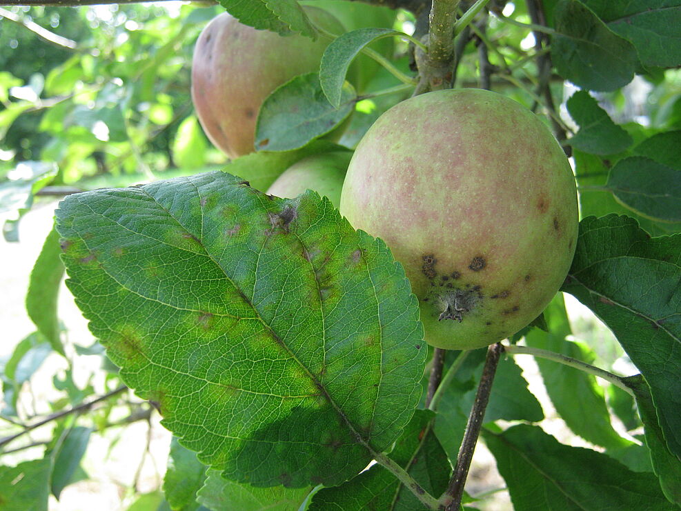 Schorfsymptome an Apfel.