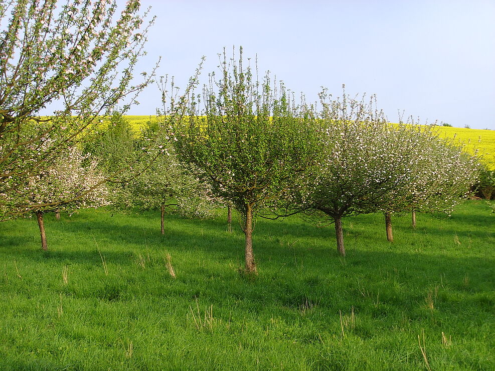 Auf grüner Wiese stehen mittelhohe, teilweise blühende Obstbäume. Im Hintergrund ist ein Blühendes Rapsfeld zu sehen. Daran schließt sich der Himmel.