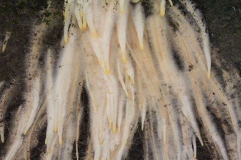 In einer Nahaufnahme der Wurzel sieht man unzählige winzige Wurzelhärchen. Sie helfen der Roggenpflanze auch bei Dürre besser an Wasser heranzukommen.