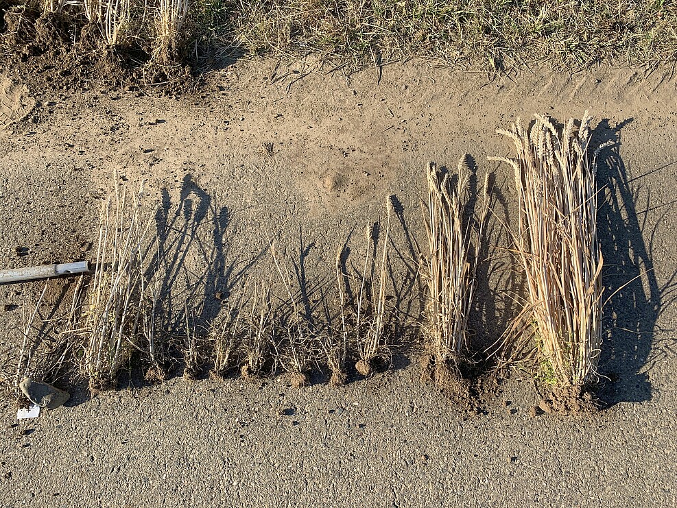 Geerntete Weizenpflanzen liegen aufgereiht nebeneinander und zeigen von links nach rechts schwächer ausgeprägte Symptome des Weizenverzwergungsvirus. Die Pflanzen ganz rechts sind symptomfrei.