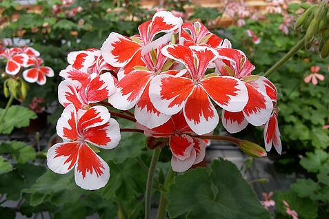 Einzelne Blüte der Pelargoniumsorte Mister Wren. Die Einzelblüten sind innen rot mit einer weißen Umrandung.