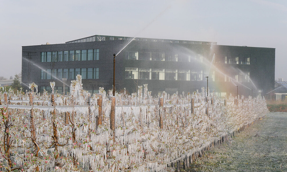 Frostschutzberegnung einer Apfel-Versuchsanlage am Standort Dossenheim. Im Hintergrund: Das neue Büro- und Laborgebäude des Standortes. © Jelkmann/JKI