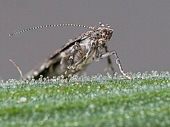 Phthorimaea absoluta (tomato leafminer); adult moth at rest.