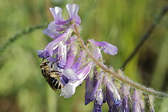 Wildbienenart an Zottelwicke, spezielle Wildpflanzen ziehen Nützlingsarten an.