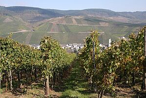 Beprobungsfläche Weinbau an der Mosel