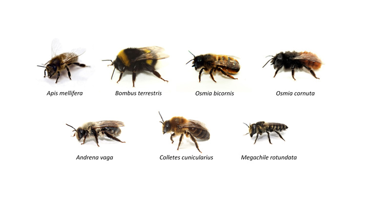 Untersuchte Bienenarten in den Experimenten zur Sensitivität. © JKI – Institut für Bienenschutz