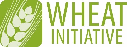 Logo der Weizeninititative. Der Klick auf das Logo führt zur englischsprachigen Seite der Werizen Initiative.