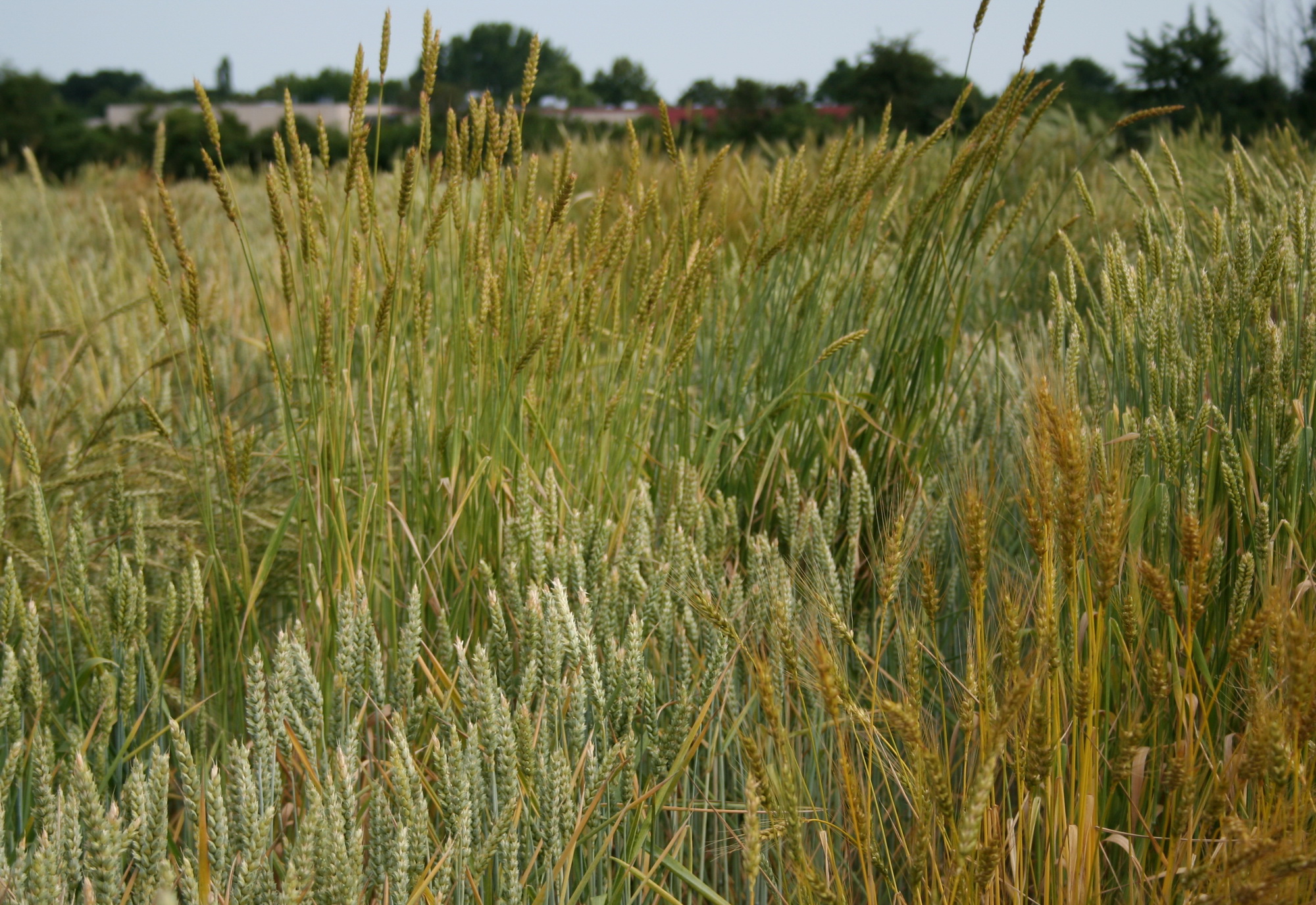Bild: Weizenverwandte, sog. Pflanzengenetische Ressourcen im Versuchsfeld (Edgar Schliephake/JKI)