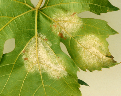 Peronospora-Ausbruch auf der Unterseite eines Rebblatts.