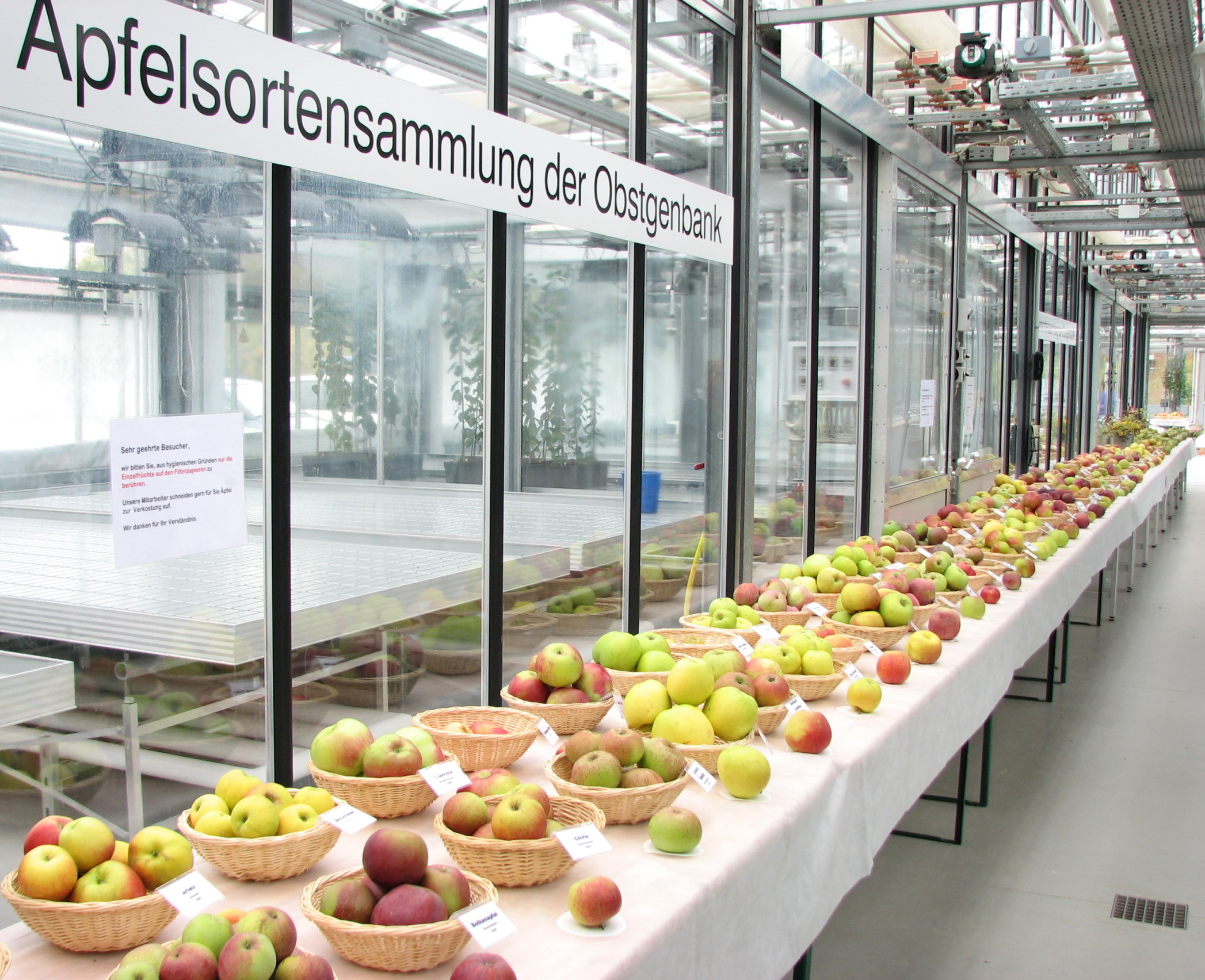 Sortendisplay Apfel Genbank-Sammlung des JKI Dresden-Pillnitz © Ute Sonntag/JKI;