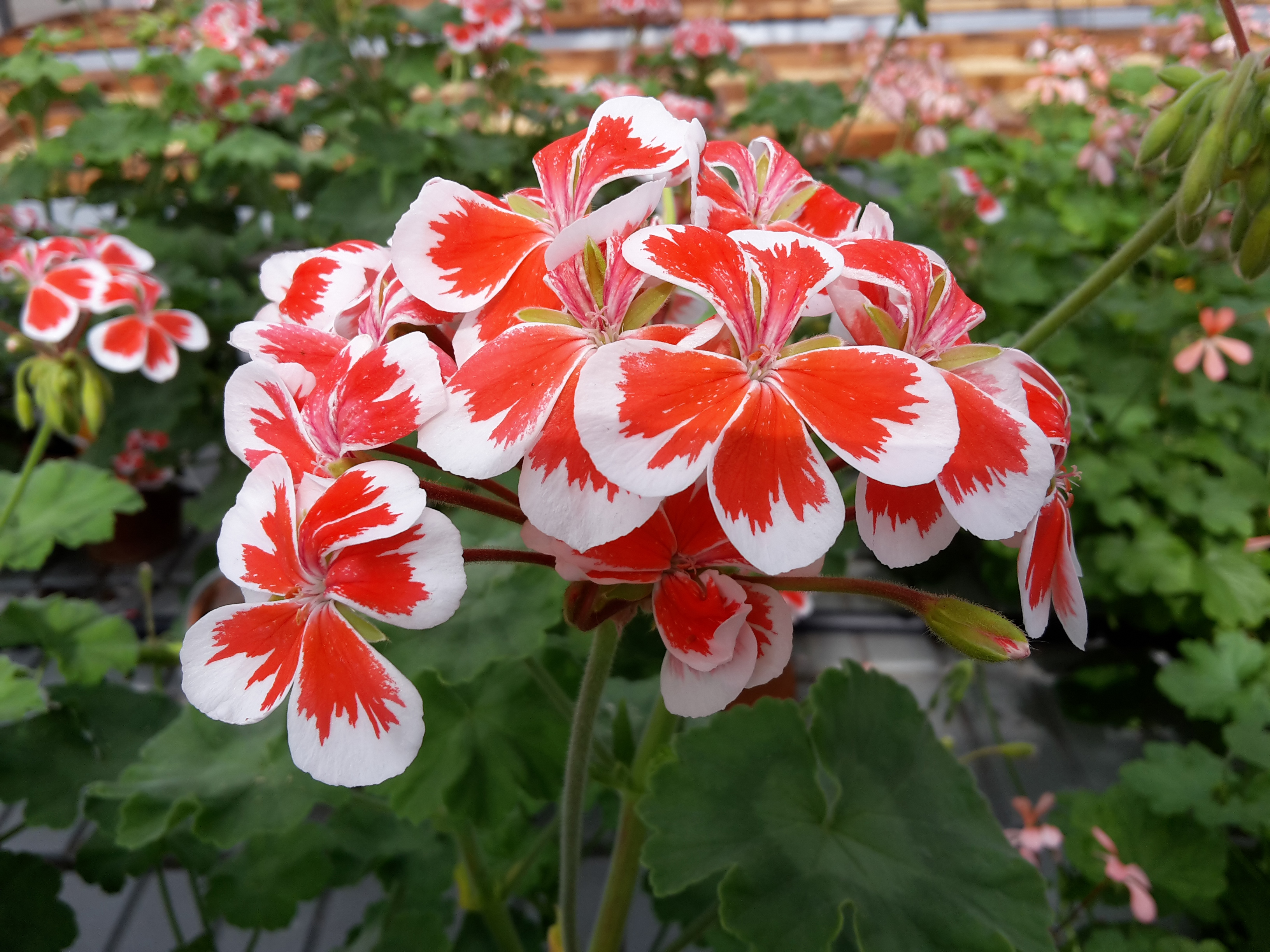 Einzelne Blüte der Pelargoniumsorte Mister Wren. Die Einzelblüten sind innen rot mit einer weißen Umrandung.