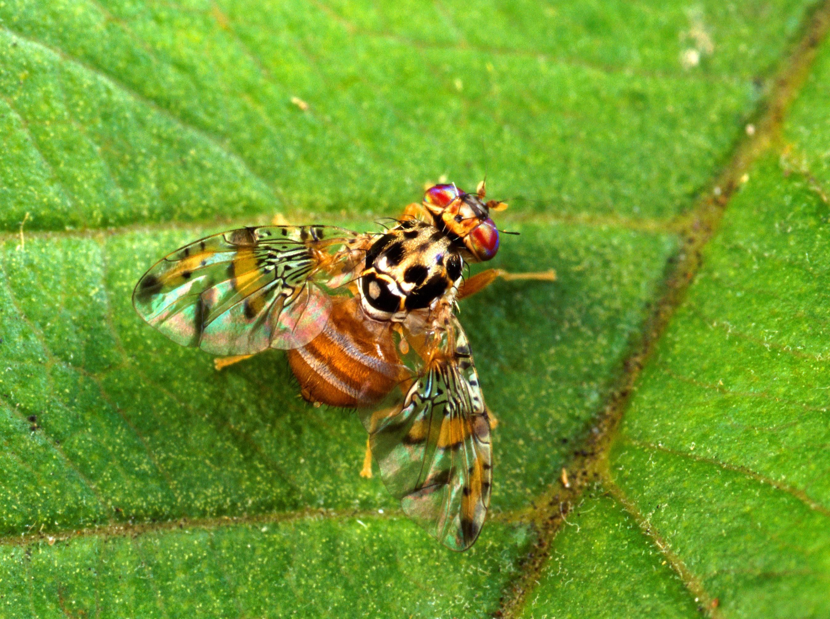 Mittelmeerfruchtfliege (Foto: Scott Bauer, U.S. Department of Agriculture [Public domain], via Wikimedia Commons)