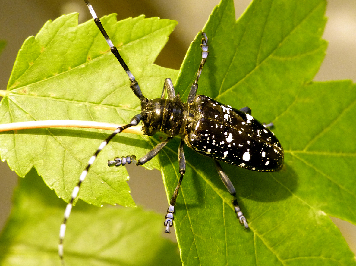 Der Asiatische Laubholzbockkäfer (ALB) ist mit einheimischen Käferarten kaum zu verwechseln. © Thomas Schröder/JKI