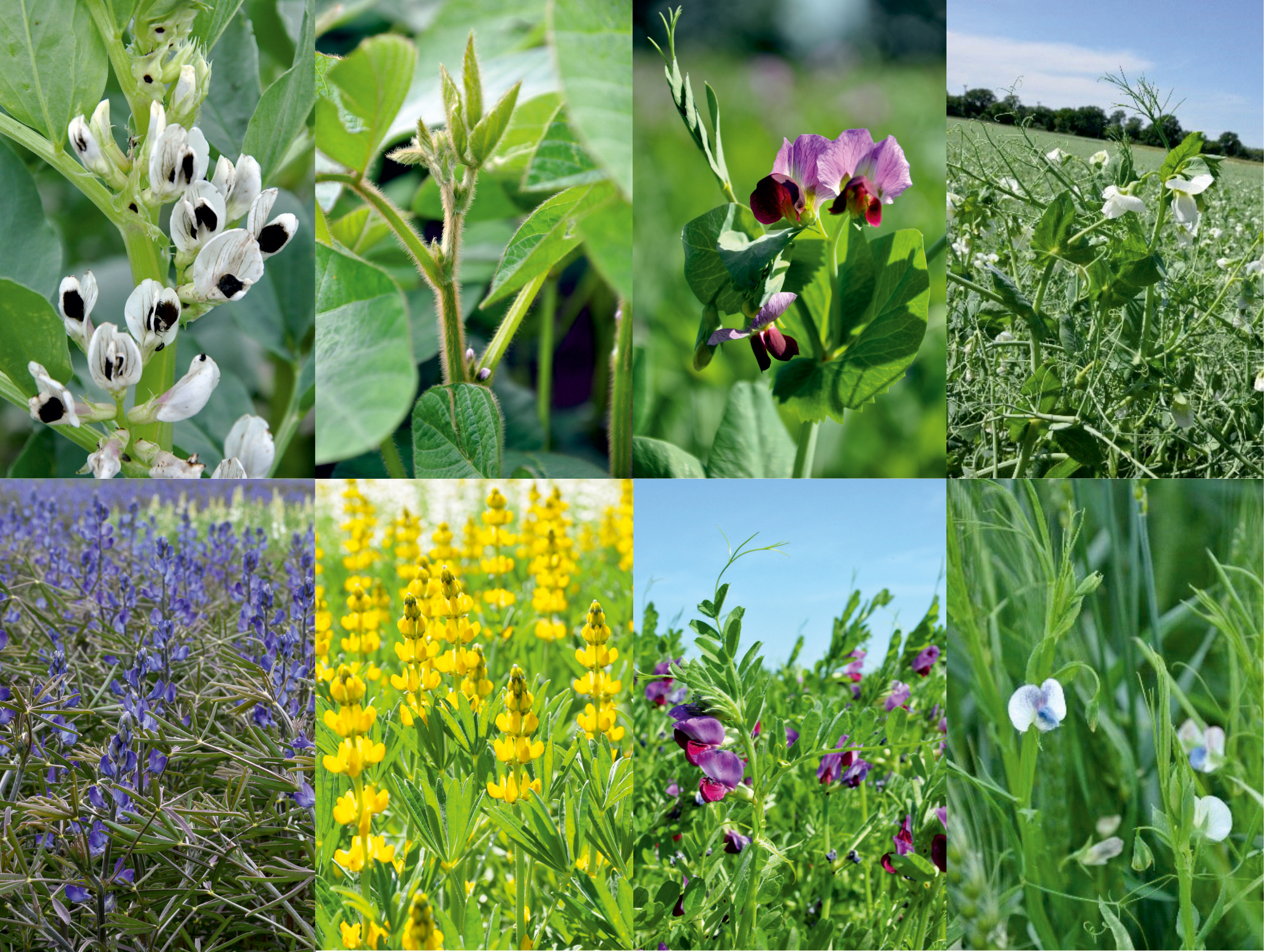 Blütenvielfalt von Körnerleguminosen: Ackerbohne, Sojabohne, Wintererbse, Sommererbse, Blaue Lupine, Gelbe Lupine, Saatwicke, Platterbse.