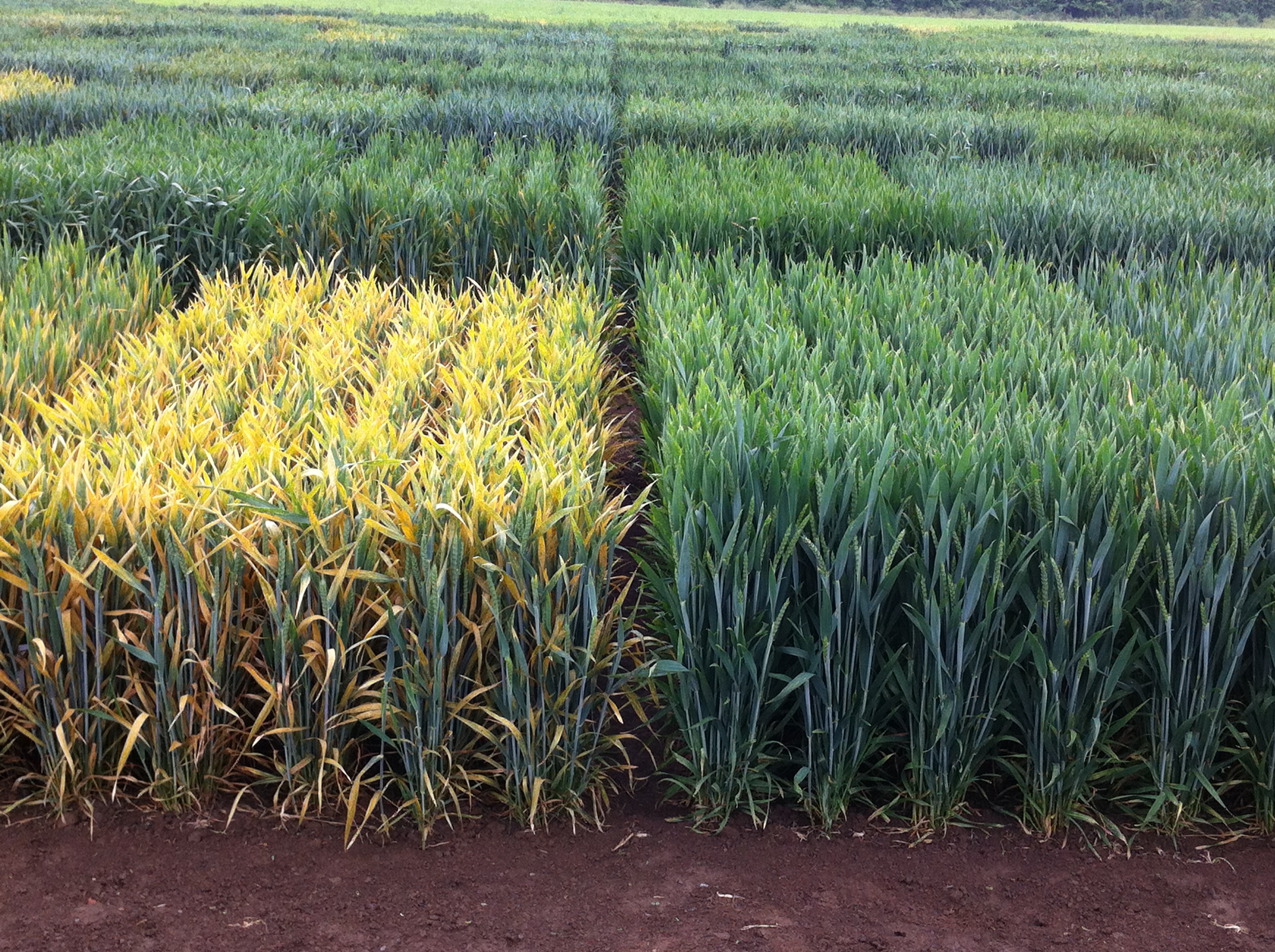 Winterweizen-Versuch BRIWECS: Gelbrost-anfällige Sorte Oakley (links), weitgehend Gelbrost-resistente Sorte Gordian (rechts). ©Holger Zetzsche/JKI