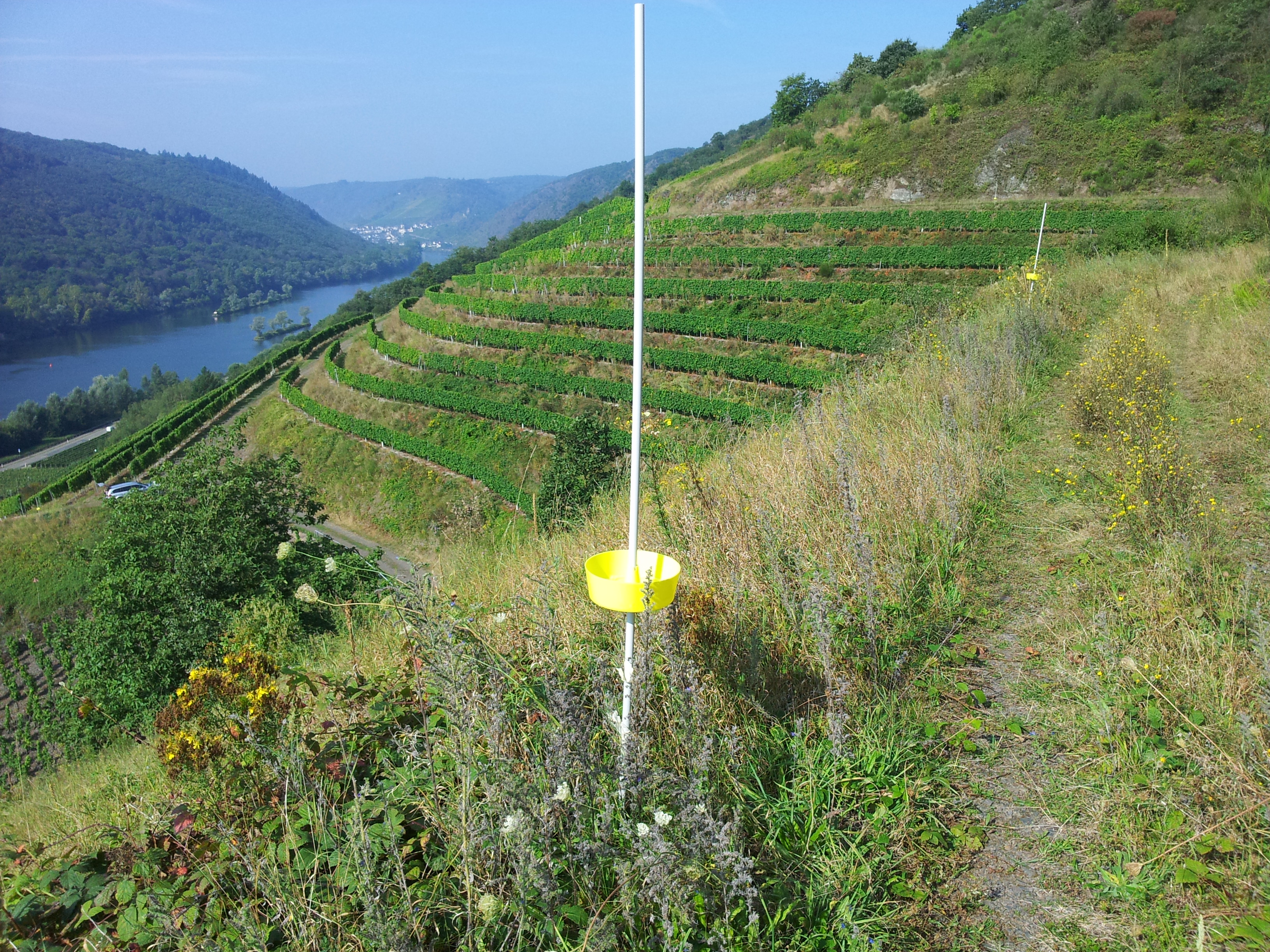 Monitoring-Farbschalen am Rande einer Weinbergbrache bei Pommern/ Mosel. Dieser Fallentyp erwies sich im Untersuchungsgebiet als die effizienteste Methode zur Bienenerfassung.