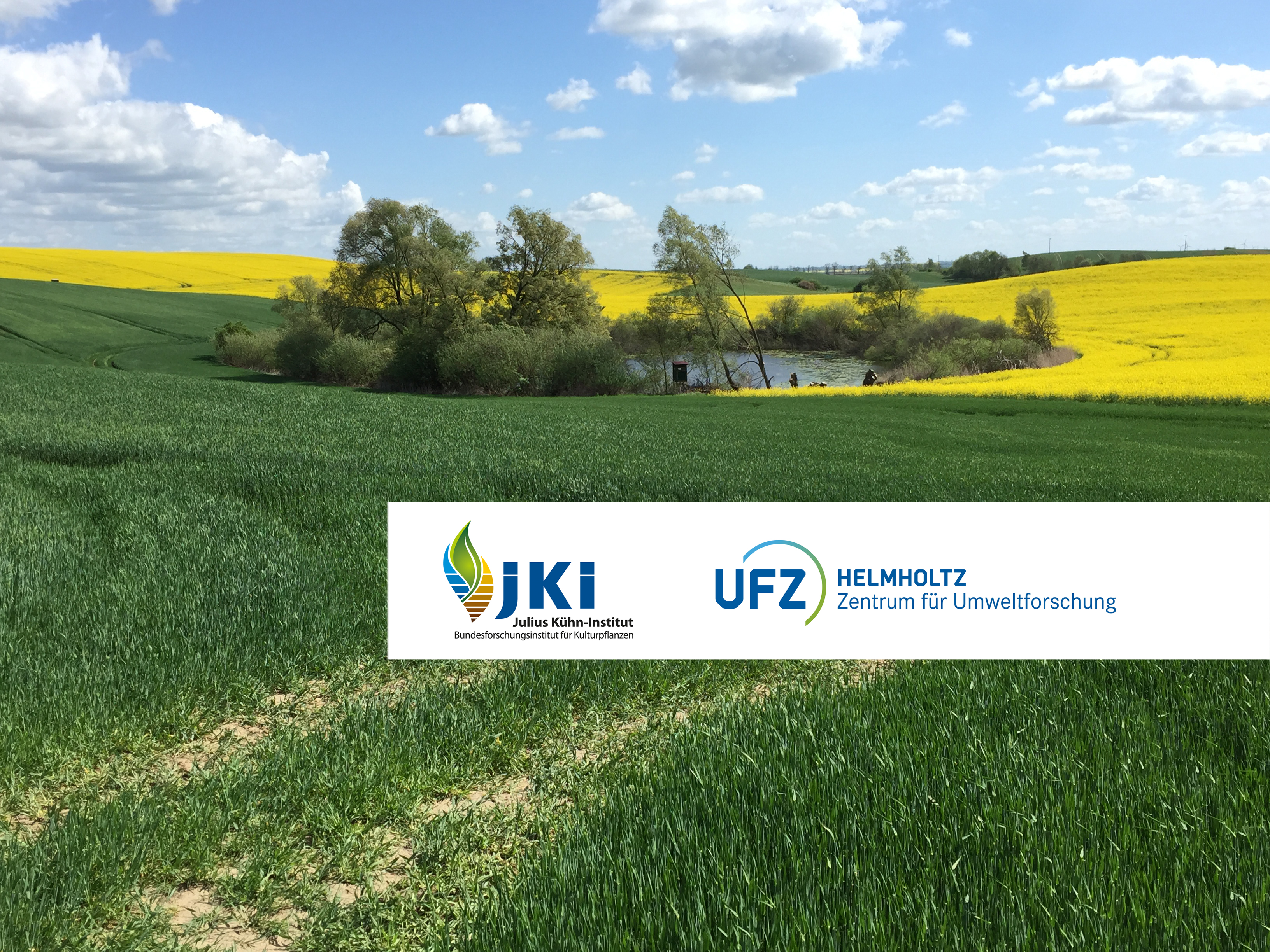 Agrarlandschaft mit Standgewässer und blühendem Rapsfeld © S. Lorenz/JKI