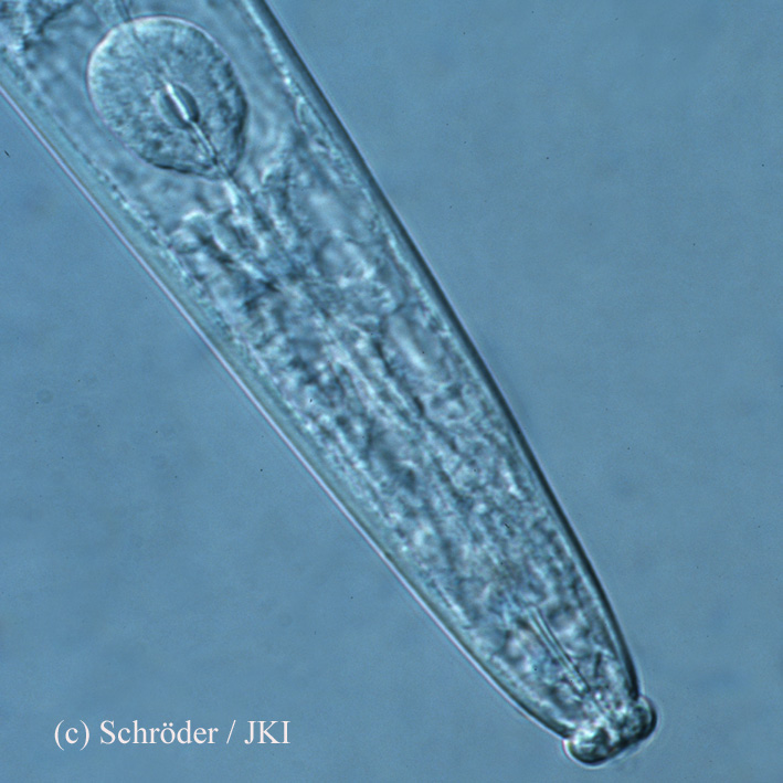 
	Mikroskop-Aufnahme der Lippenregion eines Kiefernholznematoden. Bursapehelenchus xylophilus wird mit Verpackungsholz verschleppt und verursacht schwere Schäden an Kiefern.
