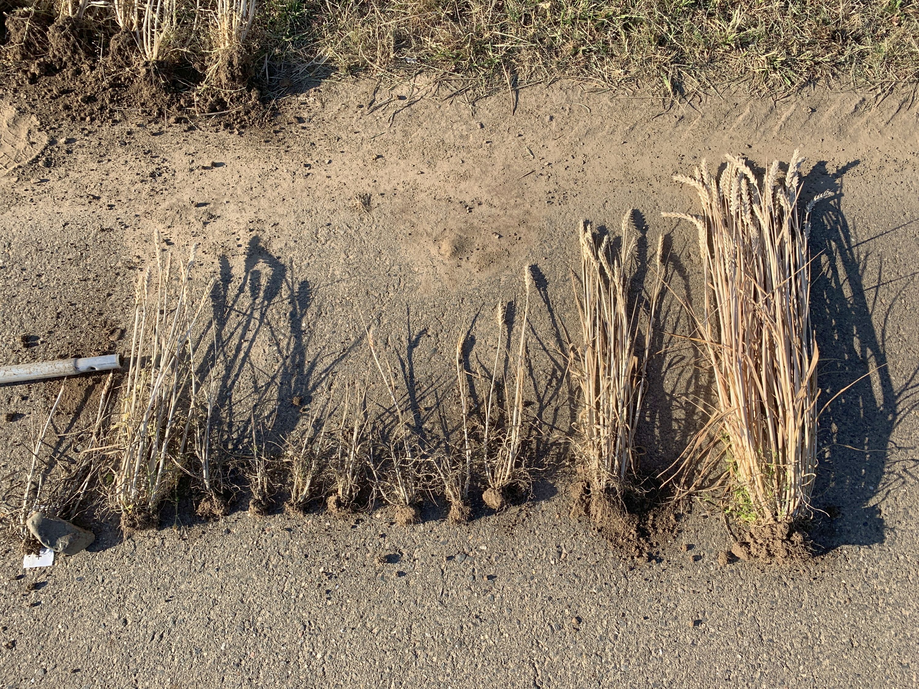 Geerntete Weizenpflanzen liegen aufgereiht nebeneinander und zeigen von links nach rechts schwächer ausgeprägte Symptome des Weizenverzwergungsvirus. Die Pflanzen ganz rechts sind symptomfrei.