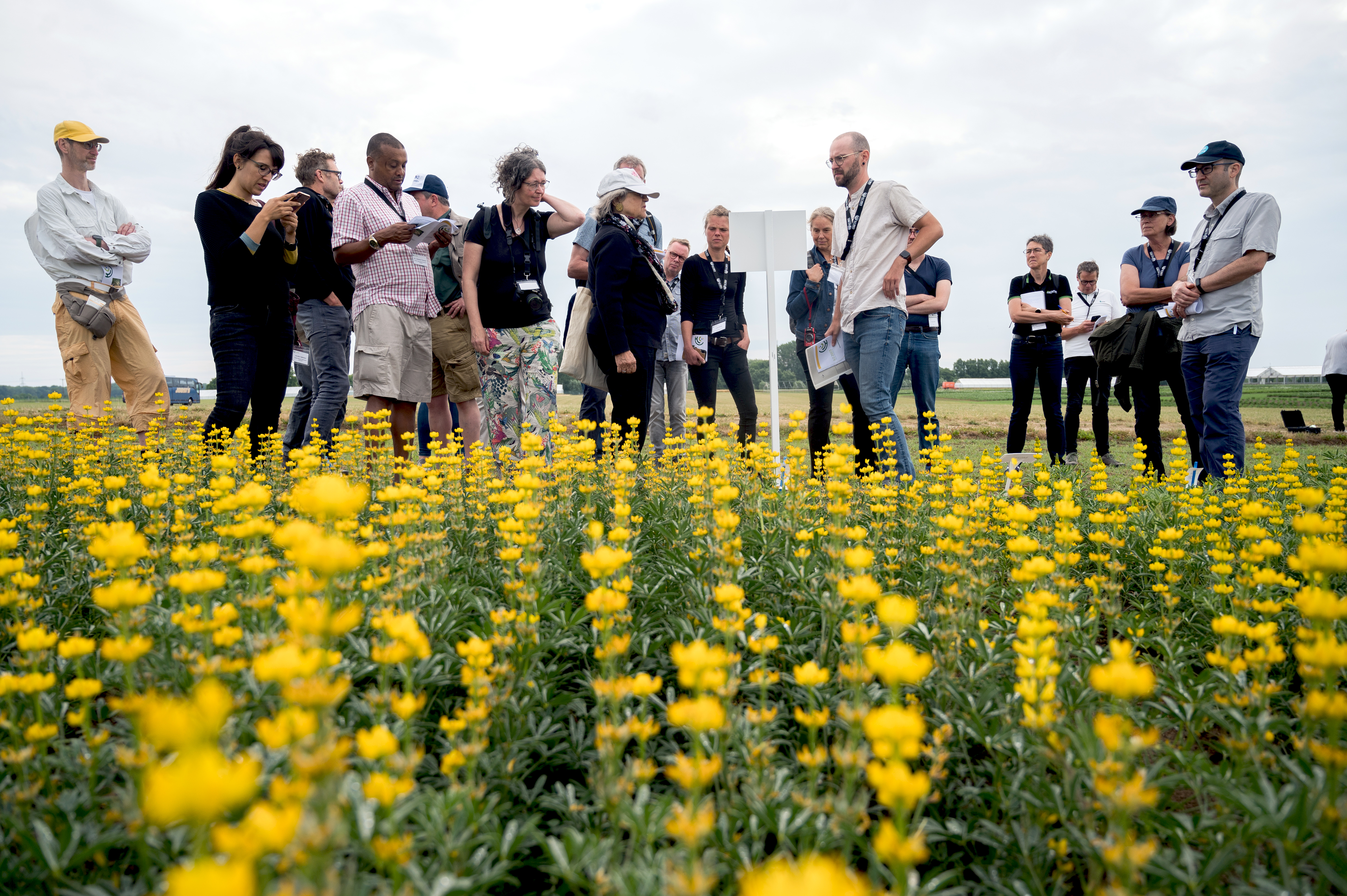Fazit der ILC23-Konferenz: Um das Potenzial der Lupine stärker auszuschöpfen, müssen Neuzüchtung stabil hohe Proteingehalte bei möglichst geringem Bitterstoffgehalt aufweisen, gepaart mit Krankheitsreistenz und Trockstresstoleranz.