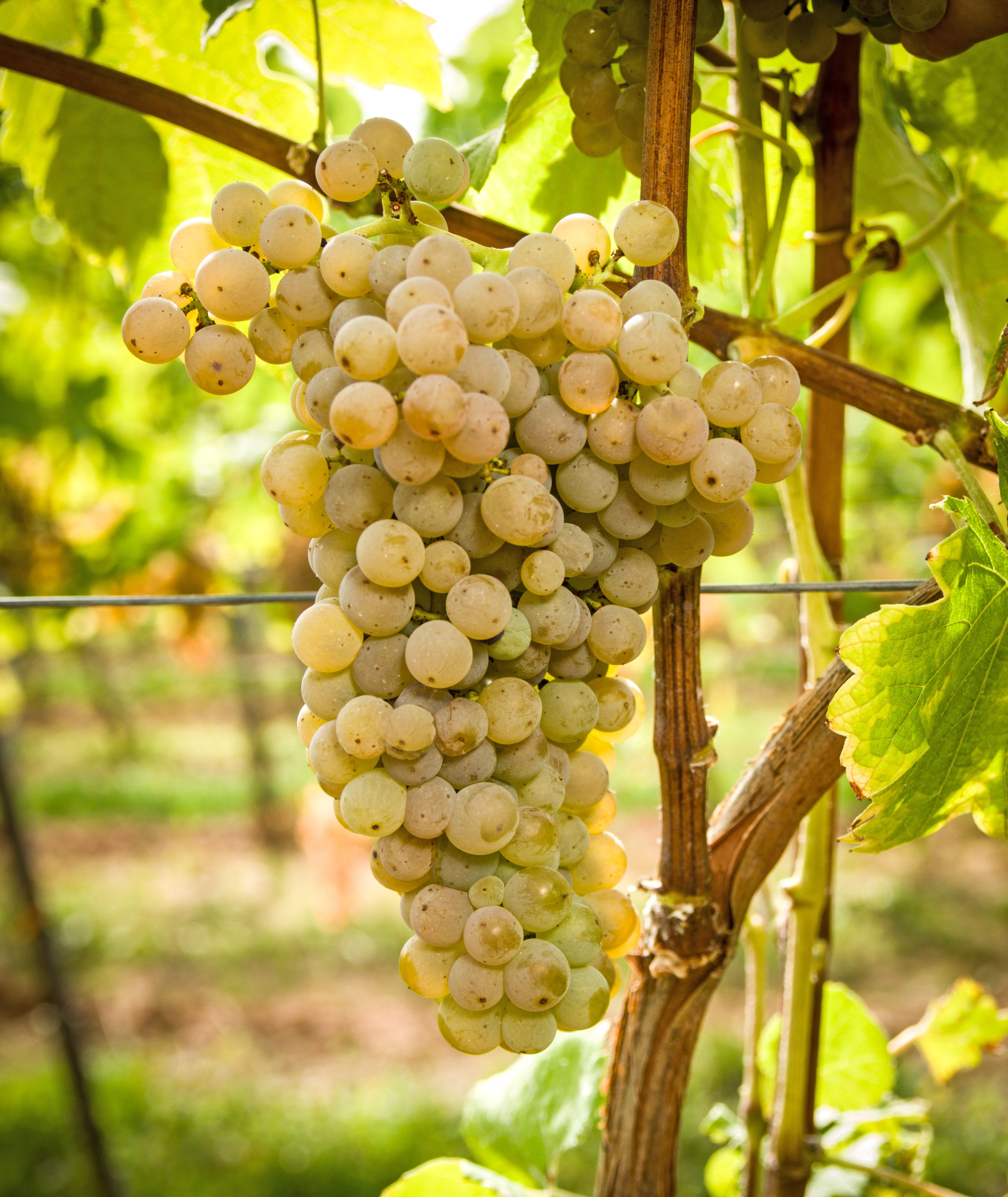 Eine Traube mit prallen Weinbeeren der weißen Rebsorte Calardis Musqué hängt an einem Rebstock. Die Sorte ist resistent gegen verschiedene Pilzkrankheiten und reduziert dadurch den Einsatz von Pflanzenschutzmitteln im Weinbau.