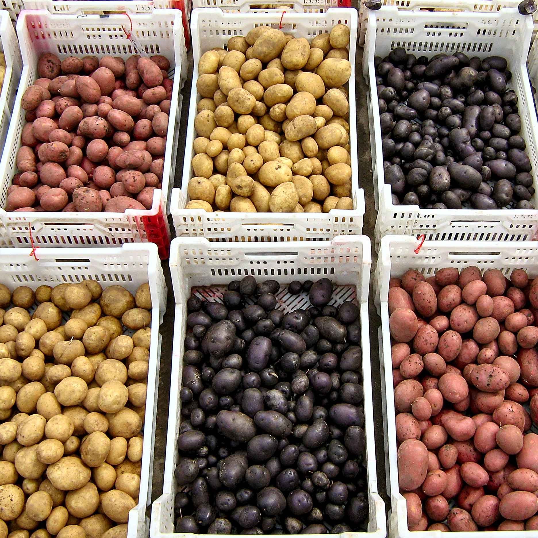 Verschiedene Kartoffelsorten in Verkaufsboxen. © P. Wehling/JKI