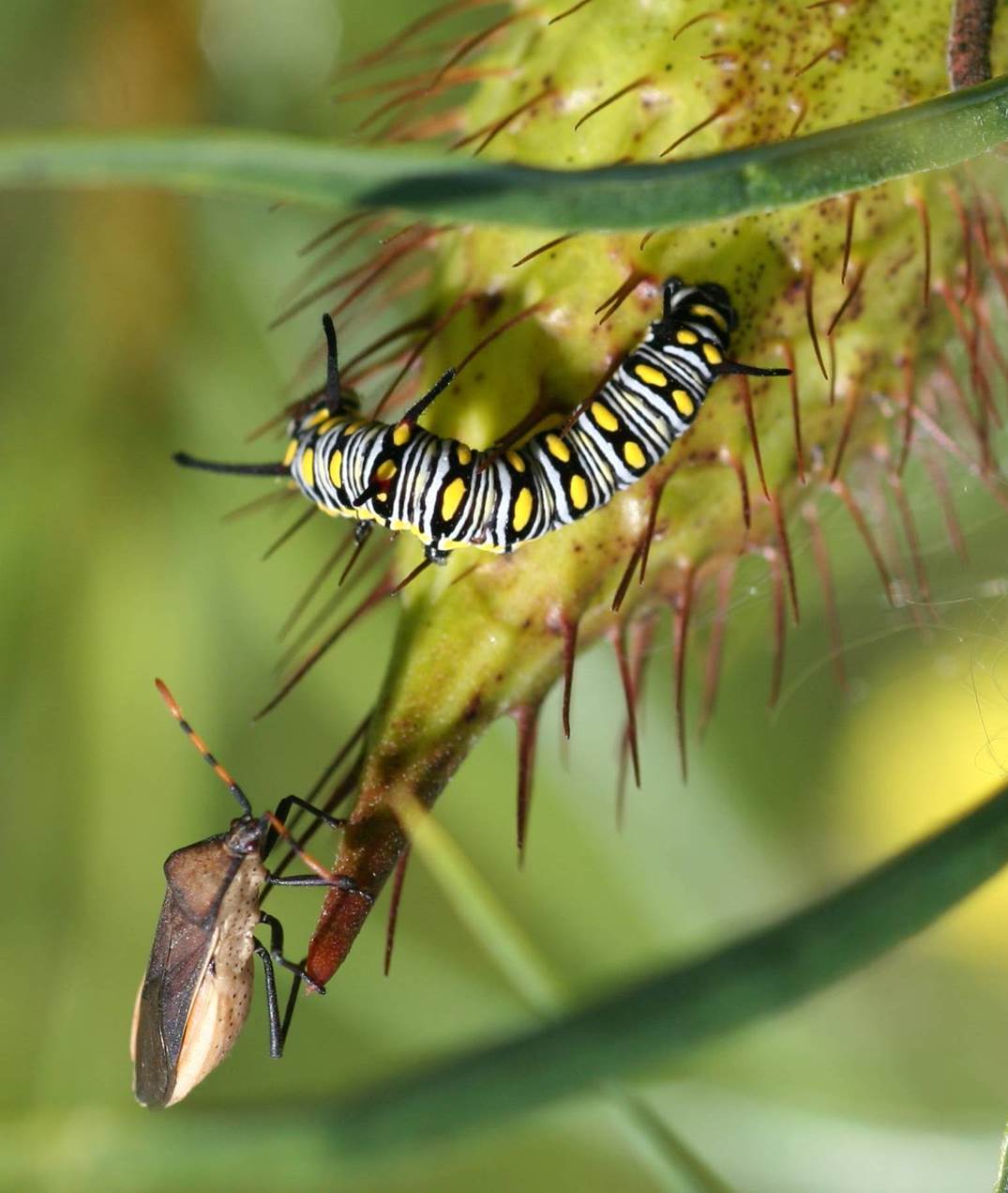 Eavesdropping by natural enemies Schoolyard Earth Ecosystem