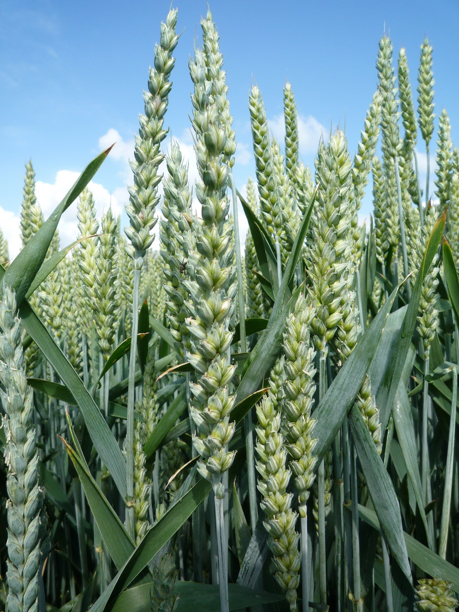 Weizenbestand (Triticum aestivum) Weizenbestand (Triticum aestivum)