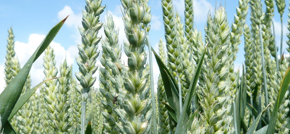 
	Weizenbestand (Triticum aestivum) - Ausschnitt
