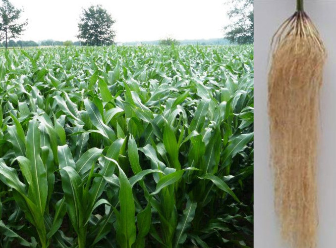 
	Maispflanzen und ausgewaschene Maiswurzel
