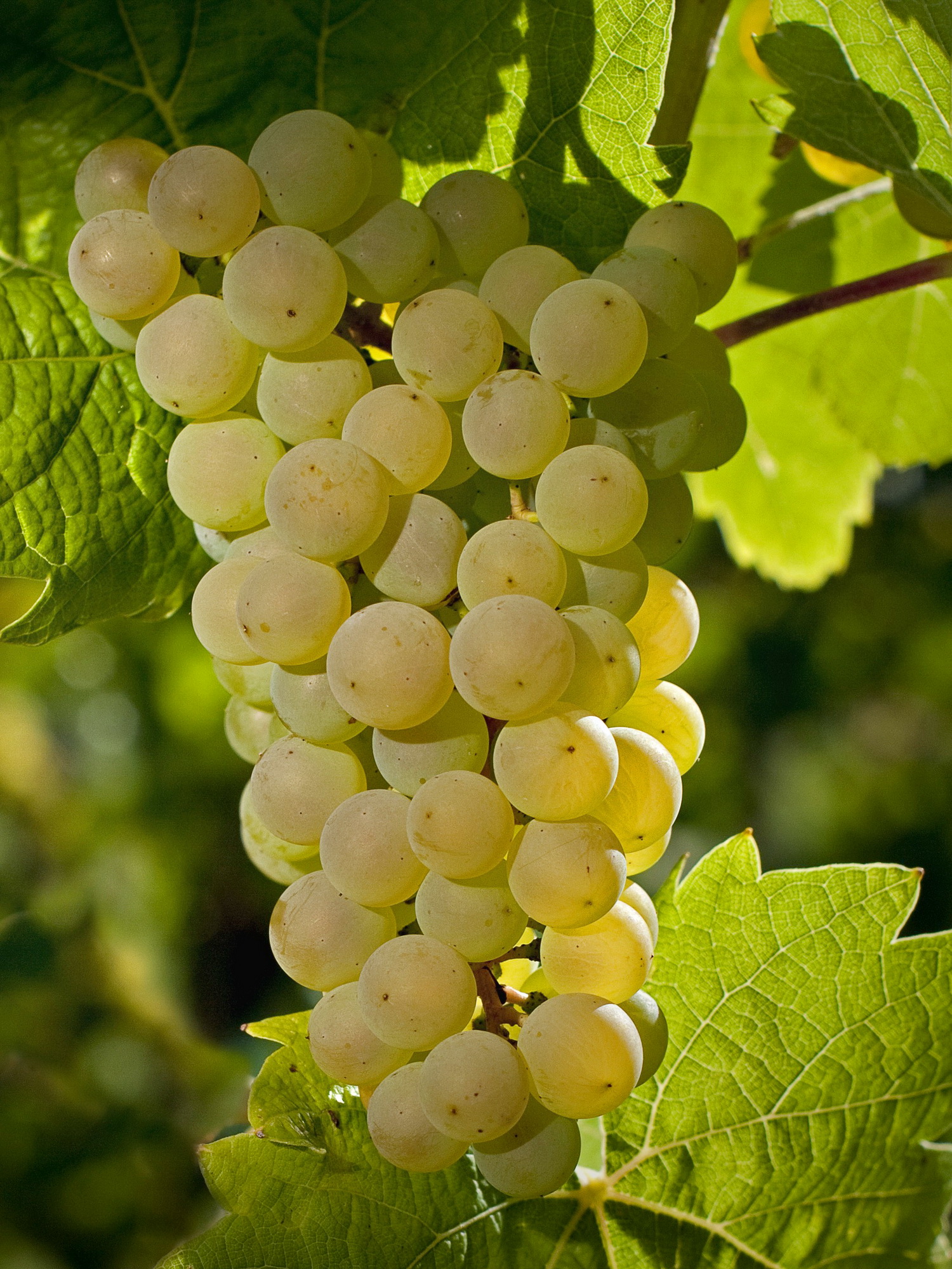 Traube Calardis Blanc- JKI-Neuzüchtung