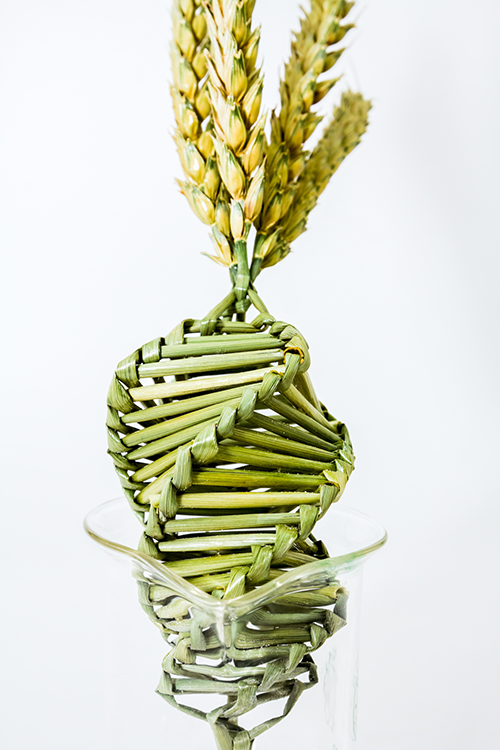Kunstvolles Bild mehrerer ineinanderverschlungener Weizenähren