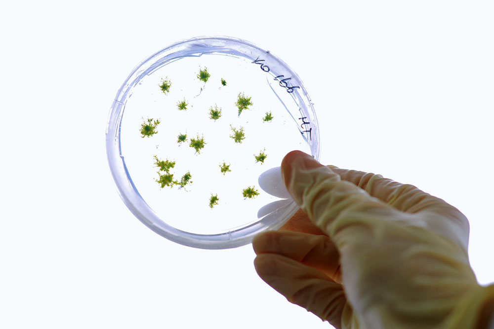 Petri-Schale Mosskultur/Petri-dish with moss culture