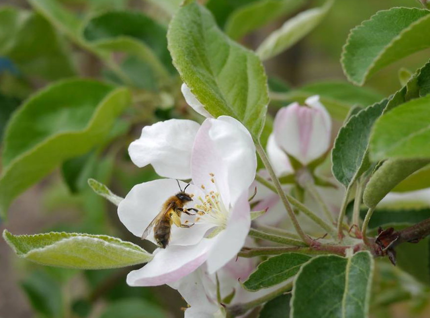 Biene an Apfelblüte