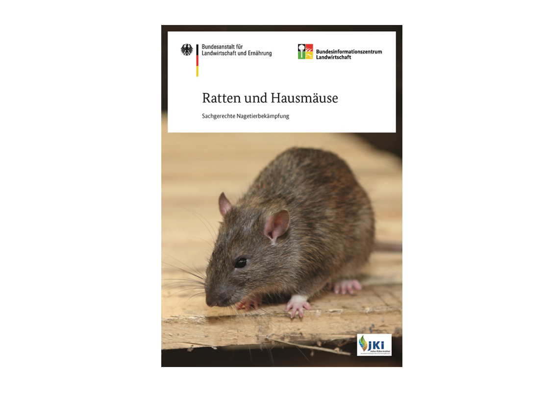 Ratten-Hausmaeuse