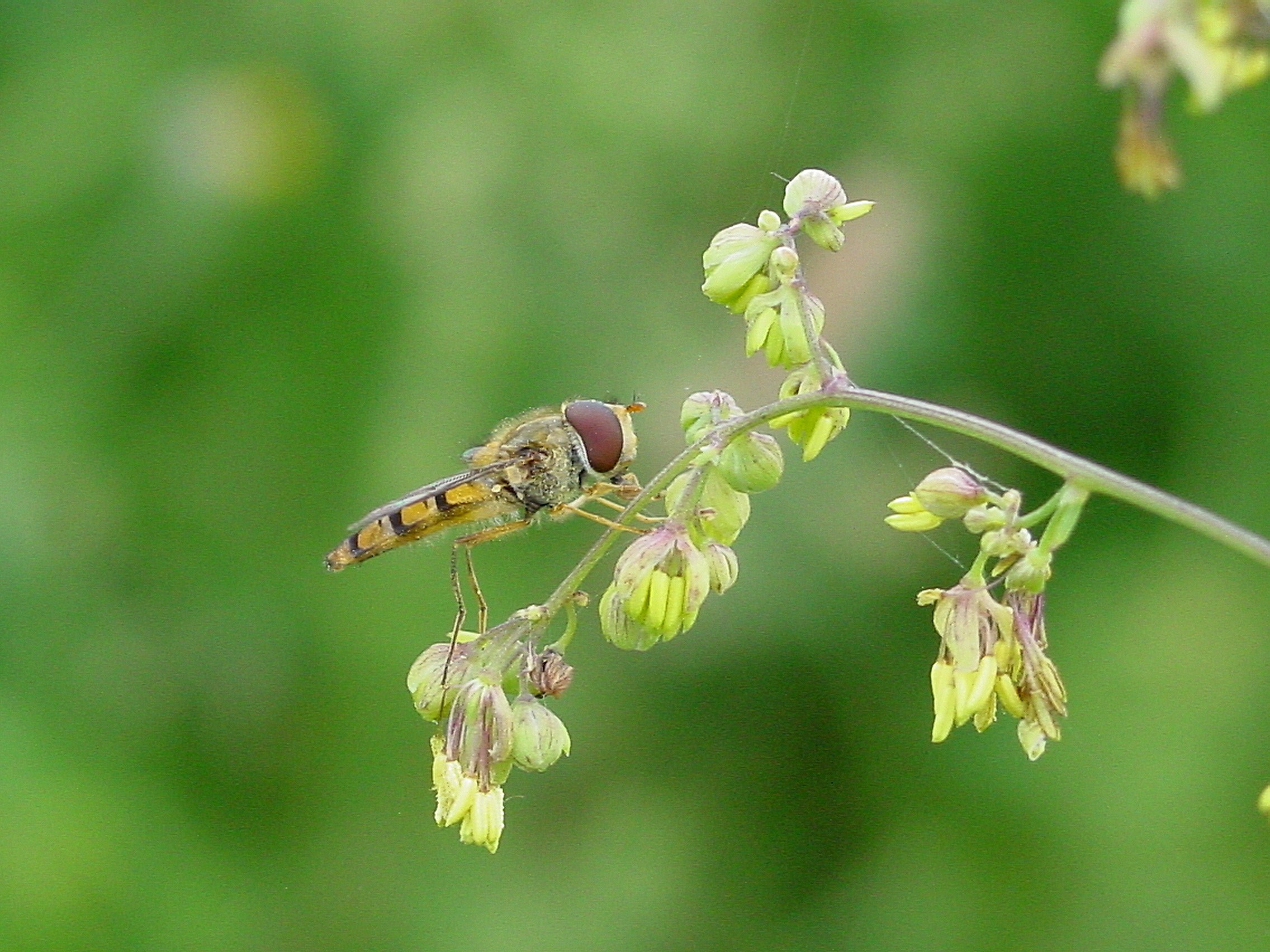 Schwebfliege auf Wildkraut © J. Hoffmann/JKI