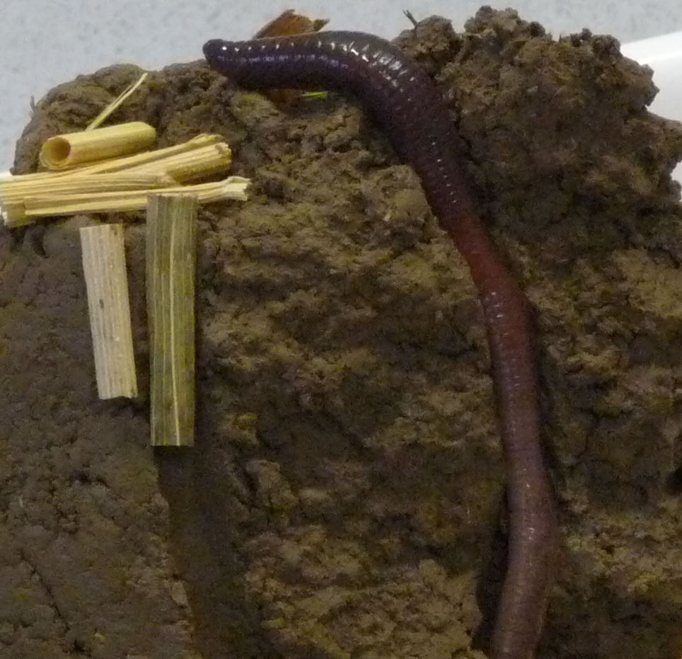 
	Regenwurm im Boden
