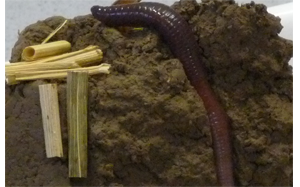 Regenwurm im Boden